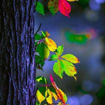 炸金花单机游戏app下载